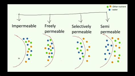 measuring cell membrane thickness|types of membrane permeability.